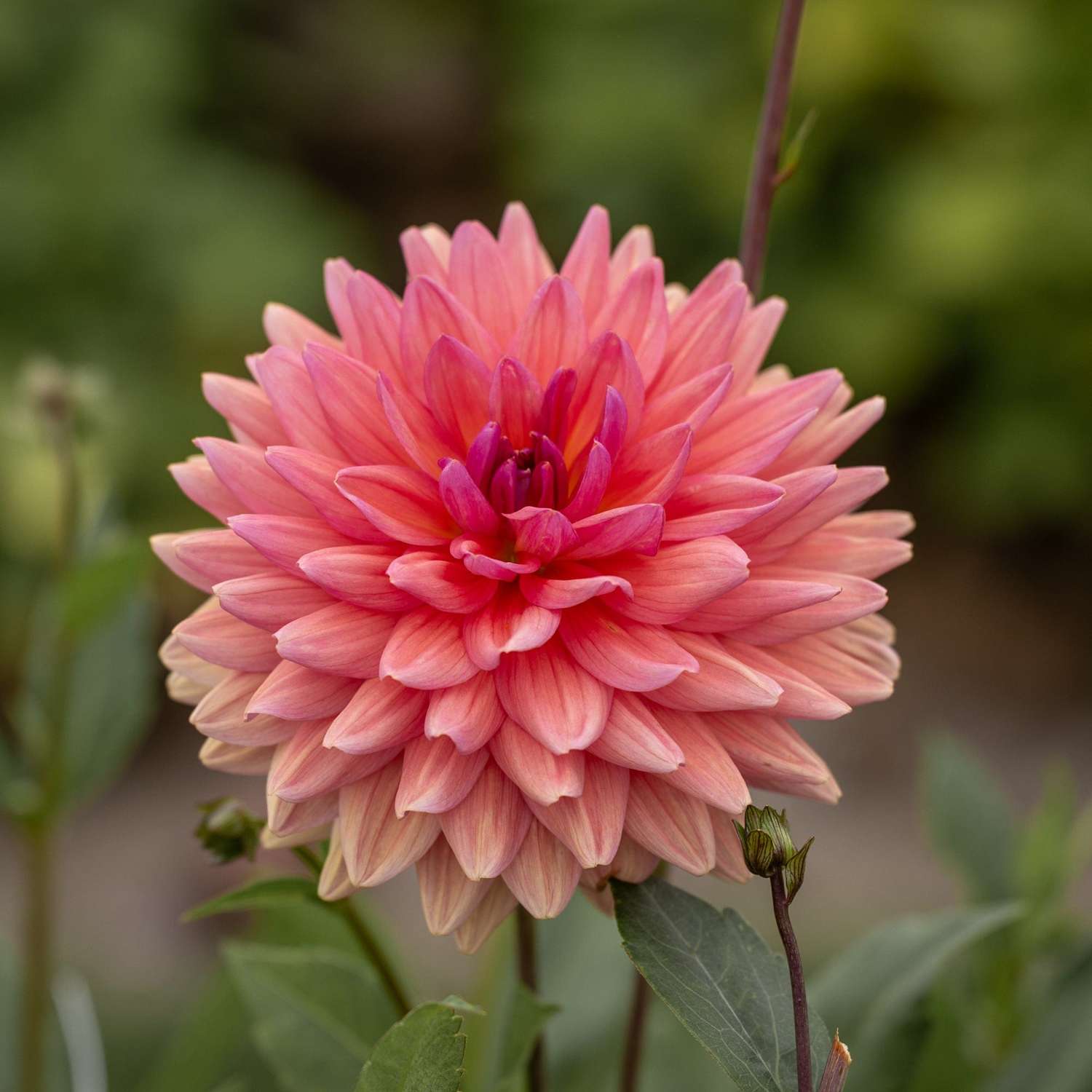 Dahlia 'Dutch Pearl'